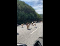 Herd of goat walk on the road