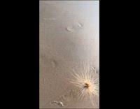 Tumble weed flower roll down beach