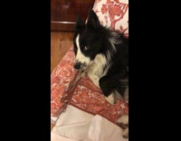 Black and white furry dog laying on red floral couch stops when it notices owner is recording