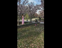 Woman pink dress photo shoot sakura tree part 2