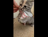 Kitten cat holding treat bag