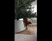 Ginger cat sneaky exit from Christmas tree
