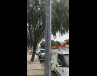 Plant leaves grow inside street sign holes 