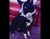 black and white collie dog  next to red couch