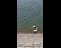 Ducks dip head underwater 