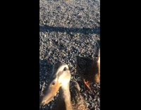 Submitter gets pecked by ducks