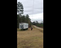 Girl pretends to die racing brown horse 