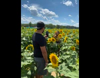 Woman irritated pick nose sunflower field pictorial