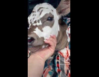 Brown spotted cow puts head in hand