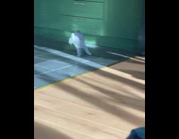 Cat runs and jumps around green kitchen 
