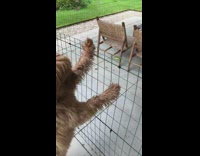 Brown fluffy dog push grasshopper from fence