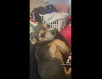 Dog acts like its shoulder hurts, best actor