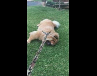 brown fluffy dog lays on the grass while owner pulls him by leash 