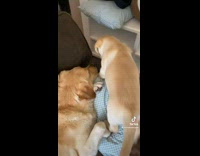 Uncomfortable Puppy Moves to Arm Rest and Back