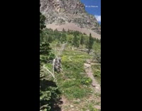 Goats run away from bear people hike trail 