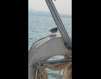 Bird stands on ring buoy on sailing boat 