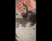 Guy rescues black duck gerald 