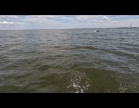 Dolphins swim beside filmer on jet ski