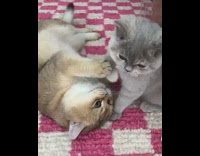 Two cats play fight pink checkered rug 