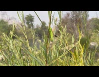 Fly gets slapped around by green caterpillar