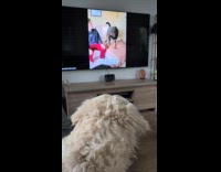Dog busy watching pet videos on TV