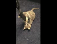 Grey kitten cat plays with black sock 