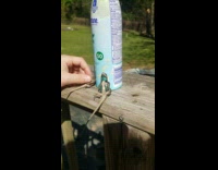 Two tired lizards placed spray can sunlight