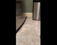 Woman thought kitten was rat