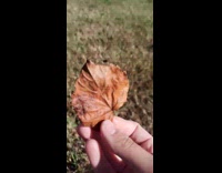 Dog bite eat crunchy dried leaf park