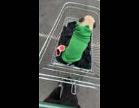 Dog rides push cart inside the supermarket