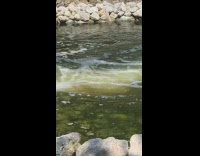 Collab Kook Of The Day - Small duck falls down waterfall pond water 