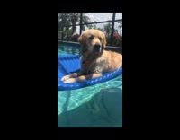 Golden retriever dog blue float indoor pool 