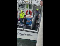 Heavy shark gets lifted from boat 