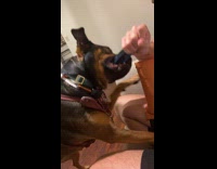 Dog tricked to let go of toy