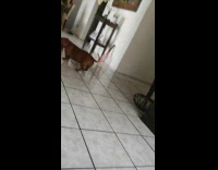 Fallen bird in house gets sniffed by weiner dog 