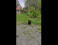 Dog with stick run around the yard Part 2