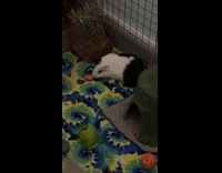 Guinea pig eats a slice of strawberry