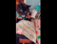 Cat wear sweater and eye mask falls down