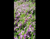 Bee purple flowers green bush slow motion