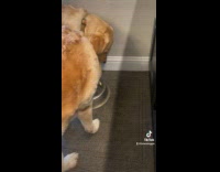 Collab BitchMP - Dog chews on his brothers ears while it drinks water