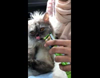 Girl feeds kitten green tube treat car