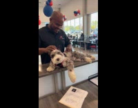 Car dealership employee giving dog massage
