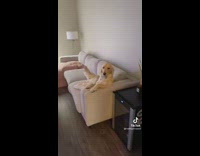 Golden retrieve sitting on couch with paws on the armrest wagging tail