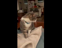 Cross eyed cat kneading blanket