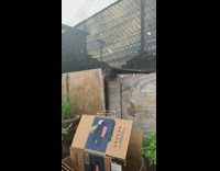 Dog pokes head over wooden fence