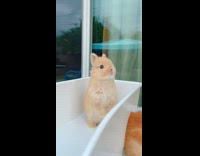 Small baby bunny stands up