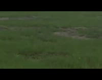 Red Shirt Girl Falls Over Front of Horse and Through Fence