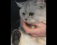 Grey cat gets nails cut by guy