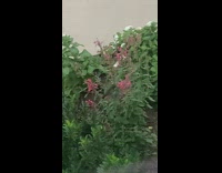 Hummingbird bird flies around pink flower plant