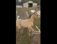White horse walking trotting around
